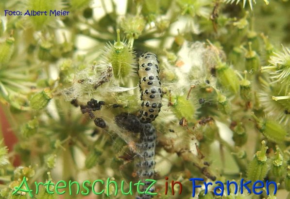 Bild zum Eintrag (68757-160)