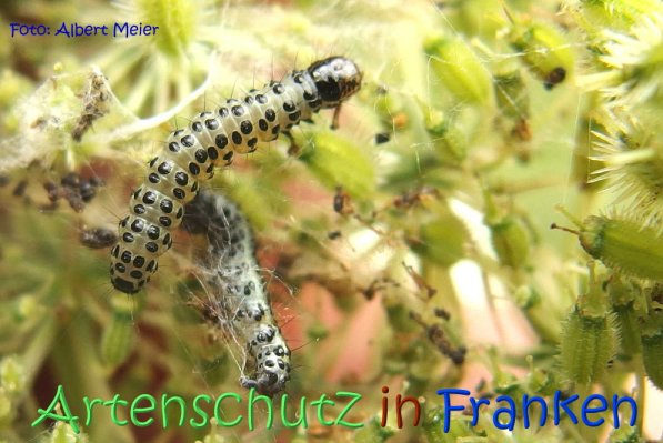 Bild zum Eintrag (68758-160)