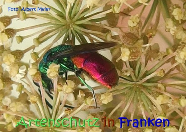 Copyright AiS Albert Meier Bild zum Eintrag (68827-160)