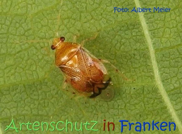 Copyright AiS Albert Meier Bild zum Eintrag (68910-160)