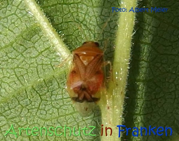 Copyright AiS Albert Meier Bild zum Eintrag (68911-160)