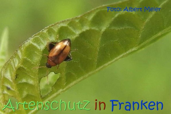 Copyright AiS Albert Meier Bild zum Eintrag (68914-160)