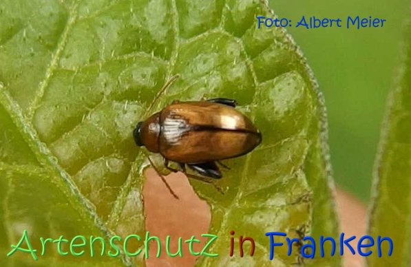 Copyright AiS Albert Meier Bild zum Eintrag (68915-160)