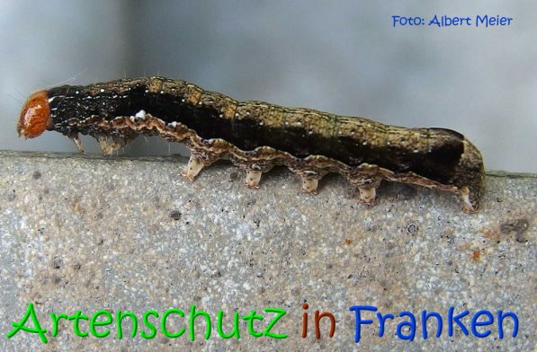 Copyright AiS Albert Meier Bild zum Eintrag (68929-160)