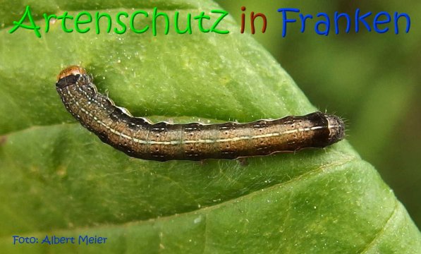 Copyright AiS Albert Meier Bild zum Eintrag (68930-160)