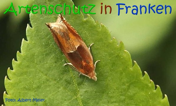 Copyright AiS Albert Meier Bild zum Eintrag (68931-160)