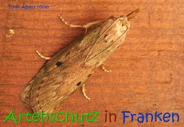 Copyright AiS Albert Meier Bild zum Eintrag (68935-160)