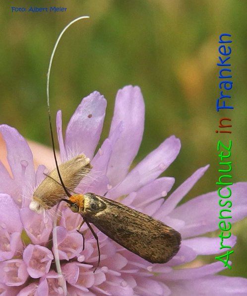 Copyright AiS Albert Meier Bild zum Eintrag (68940-160)