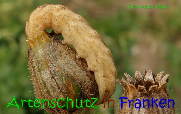 Copyright AiS Albert Meier Bild zum Eintrag (68977-160)