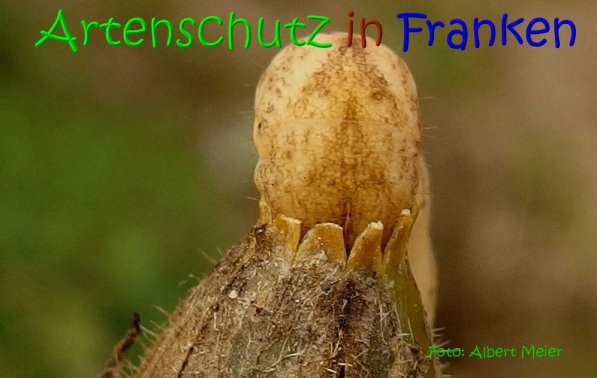 Copyright AiS Albert Meier Bild zum Eintrag (68978-160)