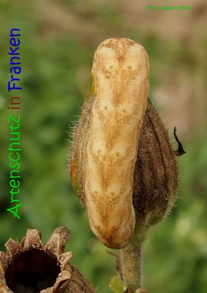 Copyright AiS Albert Meier Bild zum Eintrag (68979-160)