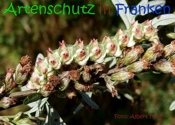 Copyright AiS Albert Meier Bild zum Eintrag (68995-160)