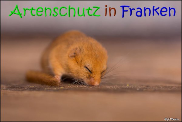Copyright AiS Johannes Rother Bild zum Eintrag (69071-160)