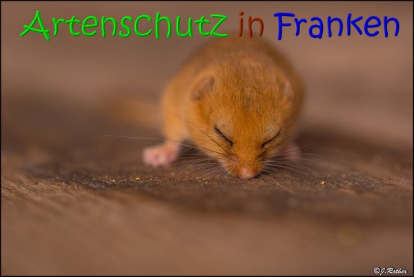 Copyright AiS Johannes Rother Bild zum Eintrag (69073-160)