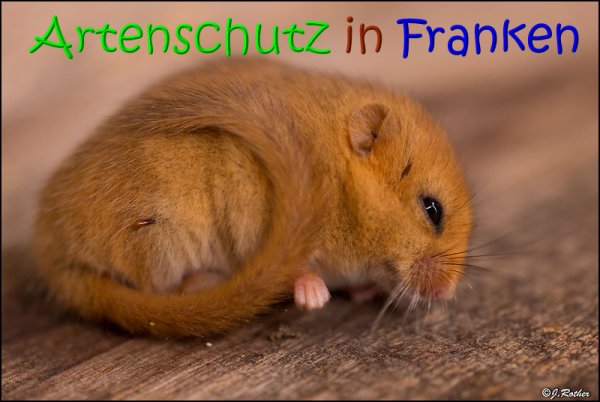 Copyright AiS Johannes Rother Bild zum Eintrag (69074-160)