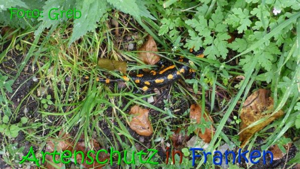 Copyright AiS Volkmar Greb Bild zum Eintrag (69137-160)
