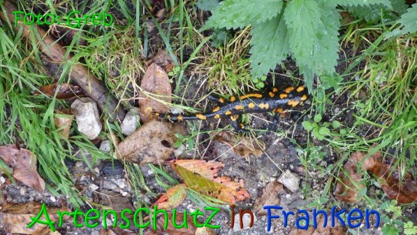 Copyright AiS Volkmar Greb Bild zum Eintrag (69138-160)