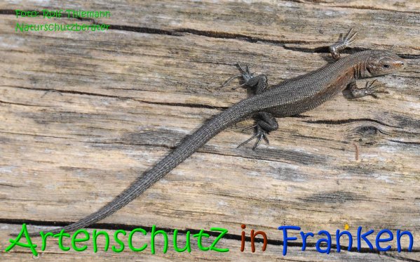 Copyright AiS Rolf Thiemann Bild zum Eintrag (69142-160)