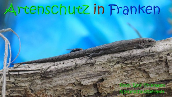Copyright AiS Rolf Thiemann Bild zum Eintrag (69144-160)