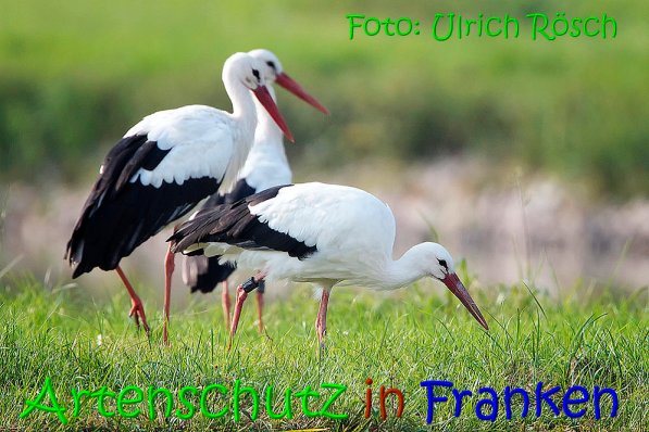 Copyright AiS Ulrich Rösch Bild zum Eintrag (69191-160)