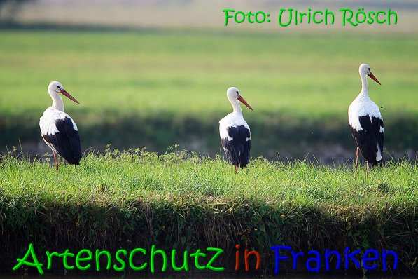 Copyright AiS Ulrich Rösch Bild zum Eintrag (69192-160)