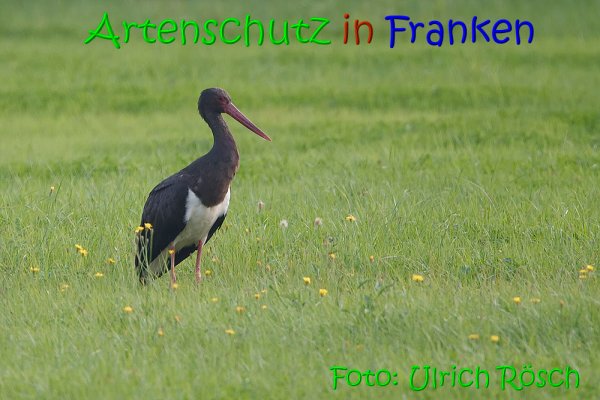 Copyright AiS Ulrich Rösch Bild zum Eintrag (69194-160)