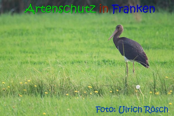 Copyright AiS Ulrich Rösch Bild zum Eintrag (69195-160)