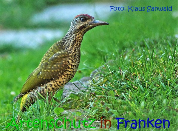 Copyright AiS Klaus Sanwald Bild zum Eintrag (69422-160)
