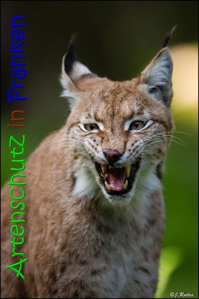 Copyright AiS Johannes Rother Bild zum Eintrag (69477-160)