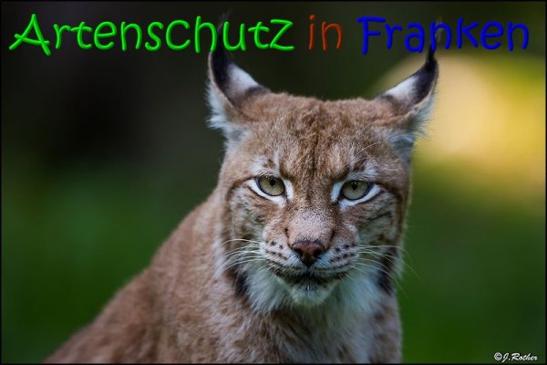 Copyright AiS Johannes Rother Bild zum Eintrag (69479-160)