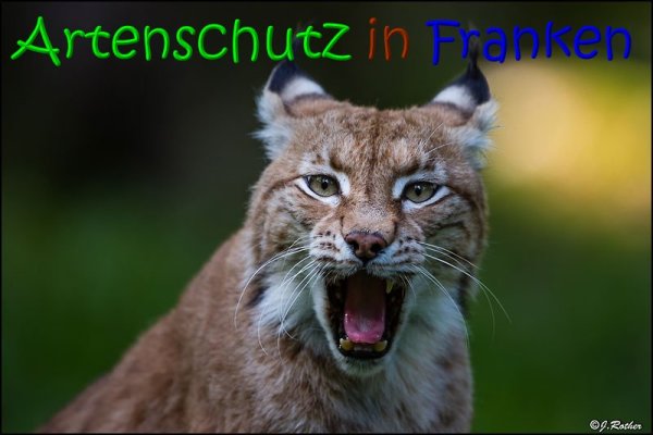 Copyright AiS Johannes Rother Bild zum Eintrag (69480-160)