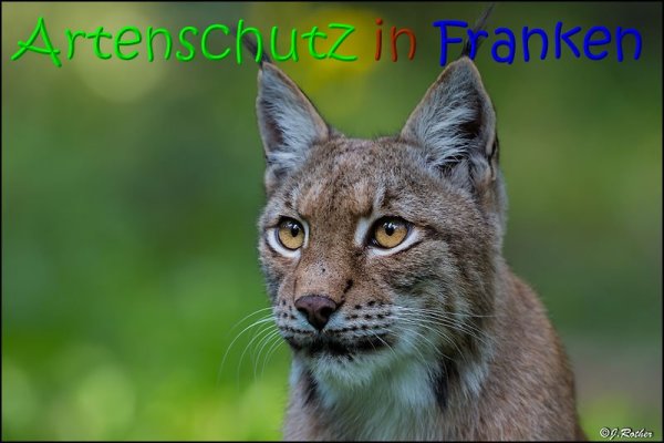 Copyright AiS Johannes Rother Bild zum Eintrag (69481-160)