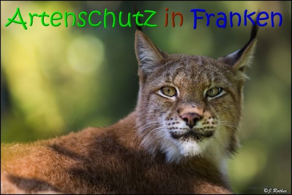 Copyright AiS Johannes Rother Bild zum Eintrag (69485-160)