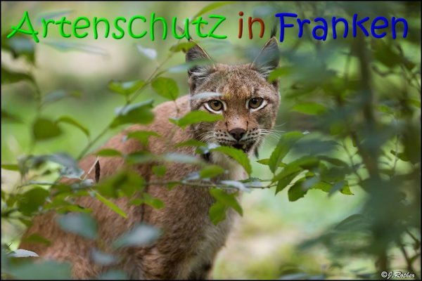 Copyright AiS Johannes Rother Bild zum Eintrag (69486-160)