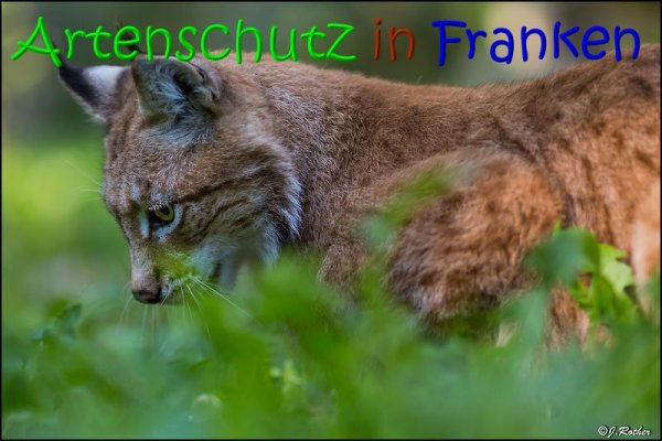 Copyright AiS Johannes Rother Bild zum Eintrag (69487-160)