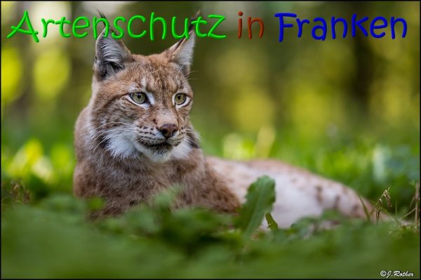 Copyright AiS Johannes Rother Bild zum Eintrag (69488-160)