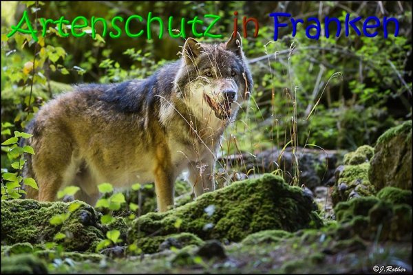 Copyright AiS Johannes Rother Bild zum Eintrag (69494-160)