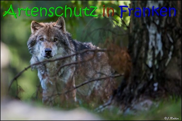 Copyright AiS Johannes Rother Bild zum Eintrag (69495-160)