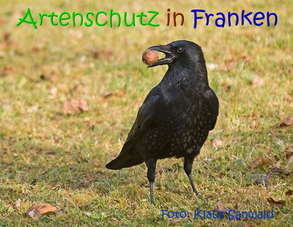 Copyright AiS Klaus Sanwald Bild zum Eintrag (69520-160)