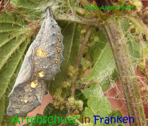 Copyright AiS Albert Meier Bild zum Eintrag (69574-160)