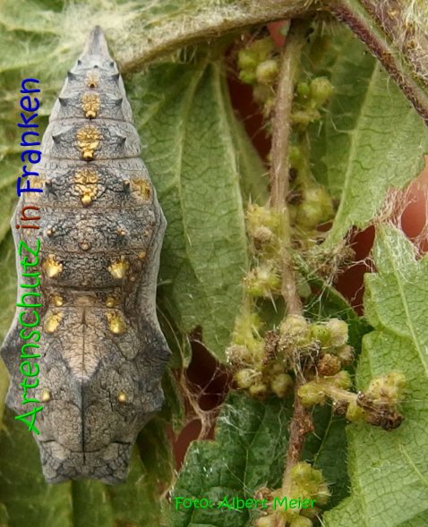 Copyright AiS Albert Meier Bild zum Eintrag (69577-160)