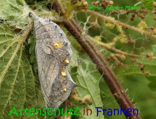 Copyright AiS Albert Meier Bild zum Eintrag (69578-160)
