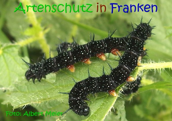 Copyright AiS Albert Meier Bild zum Eintrag (69585-160)