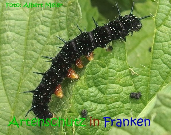 Copyright AiS Albert Meier Bild zum Eintrag (69586-160)