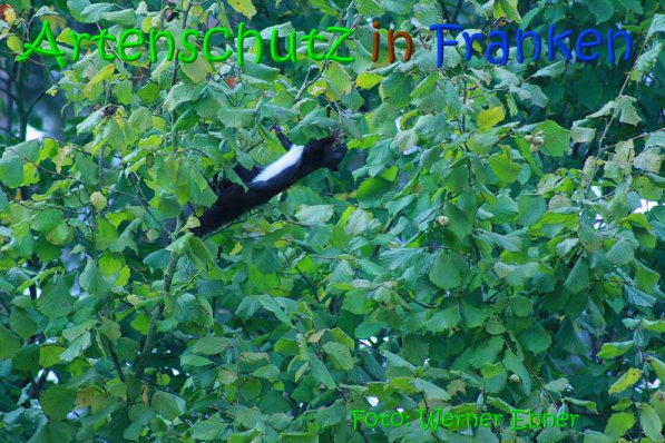 Copyright AiS Werner Ebner Bild zum Eintrag (69602-160)