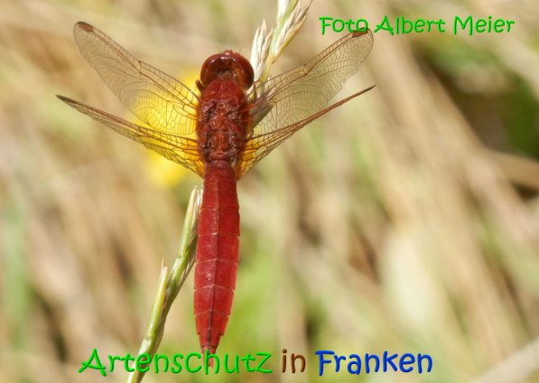Copyright AiS Albert Meier Bild zum Eintrag (69630-160)