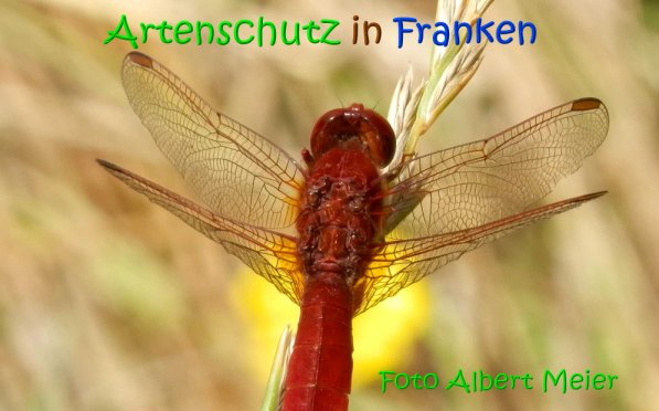 Copyright AiS Albert Meier Bild zum Eintrag (69631-160)