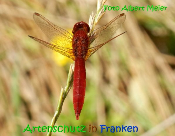 Copyright AiS Albert Meier Bild zum Eintrag (69632-160)