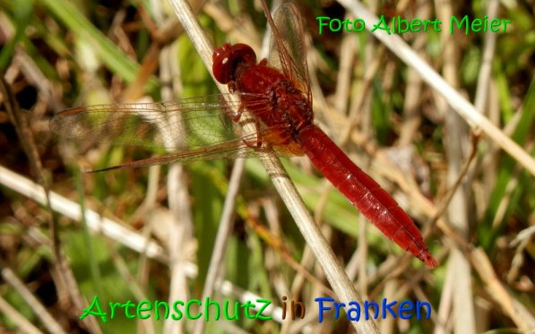 Copyright AiS Albert Meier Bild zum Eintrag (69633-160)