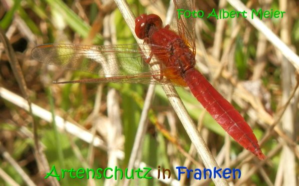 Copyright AiS Albert Meier Bild zum Eintrag (69634-160)